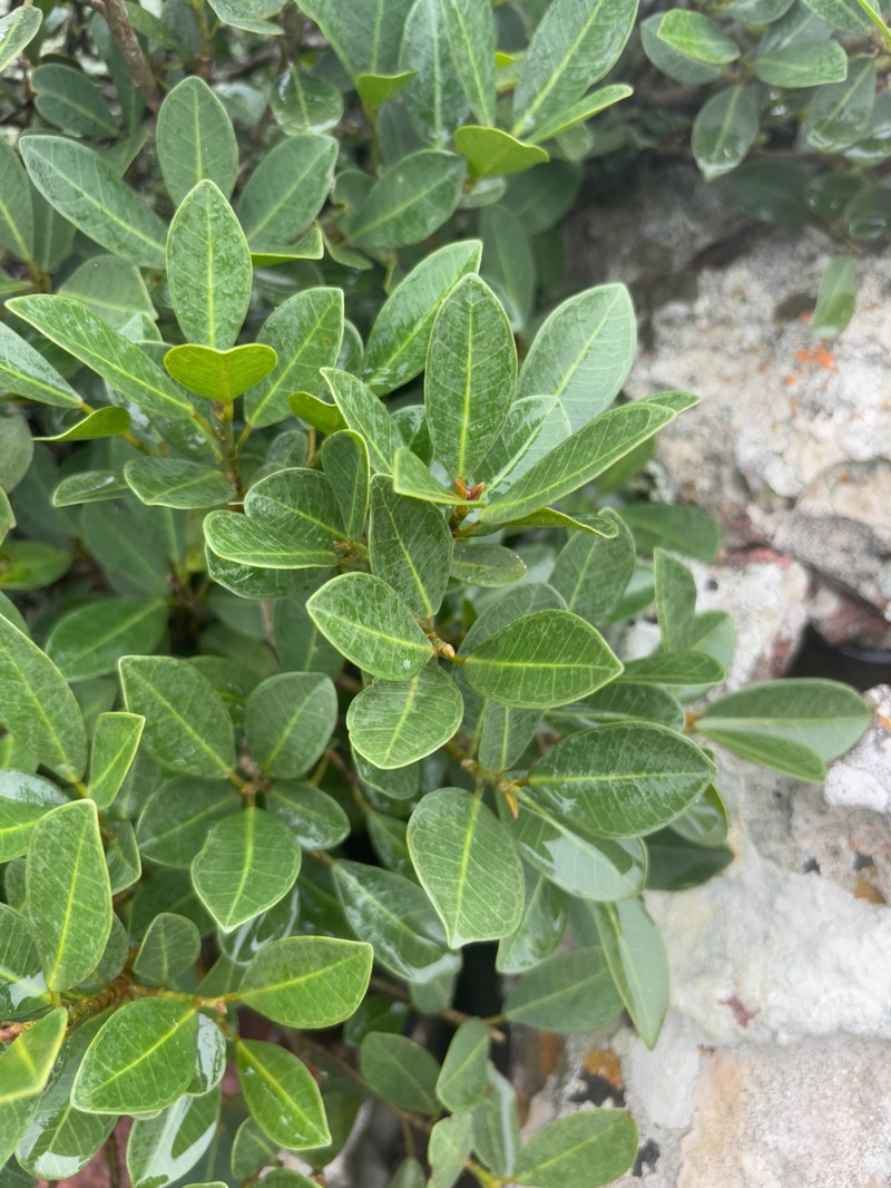 Ficus natalensis subsp. graniticola