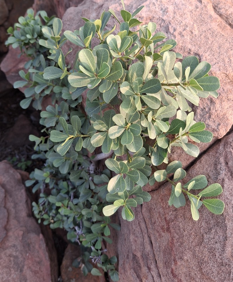Ficus natalensis subsp. graniticola photo 2