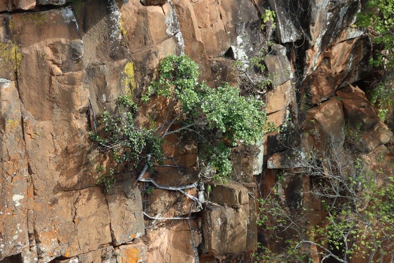 Ficus natalensis subsp. graniticola photo 3