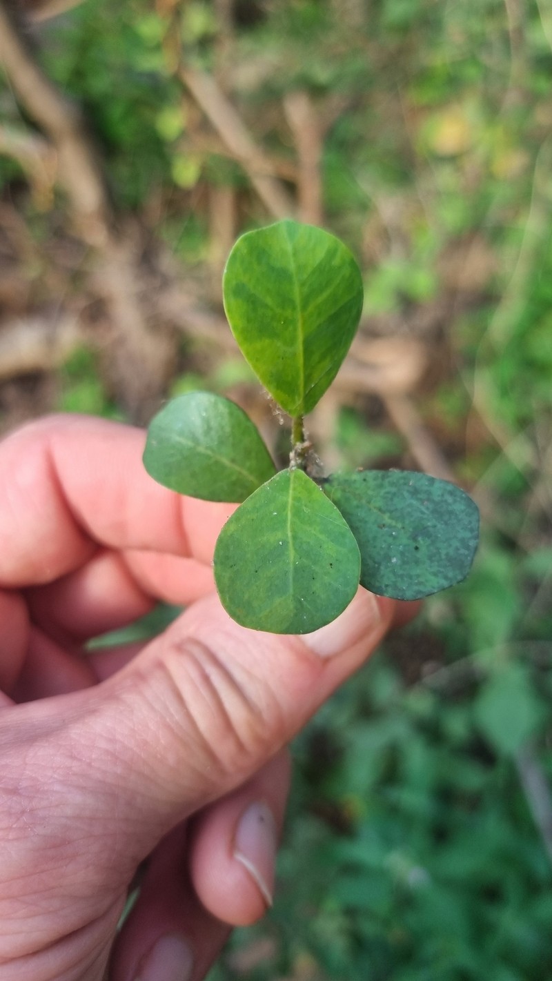 Ficus natalensis subsp. graniticola photo 4