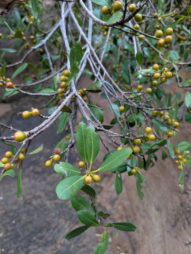 Ficus natalensis subsp. graniticola photo 5