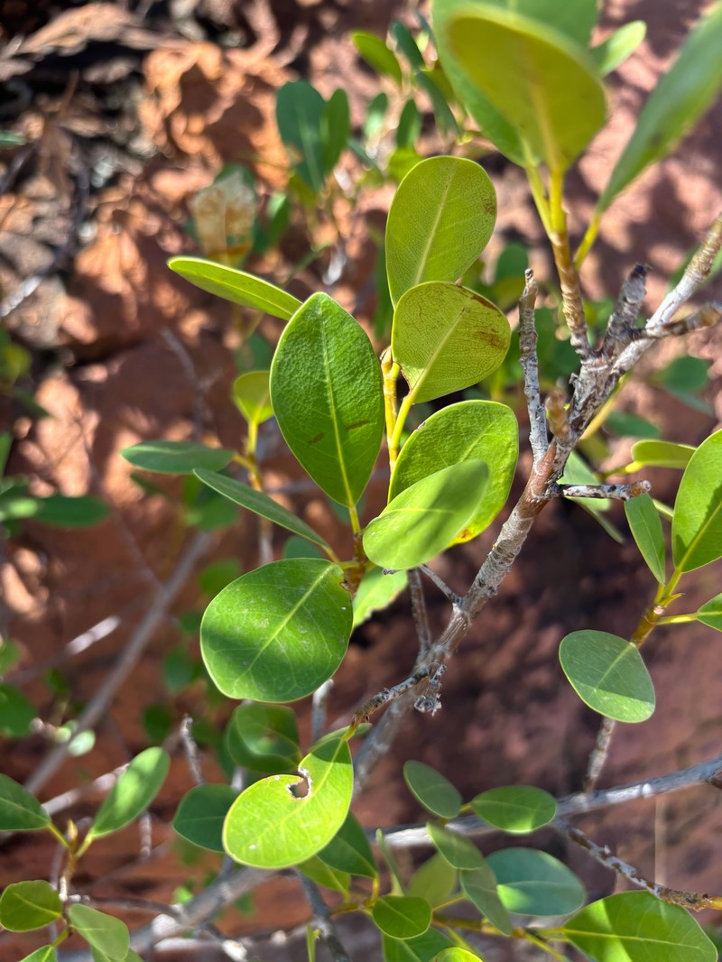Ficus natalensis subsp. graniticola photo 7