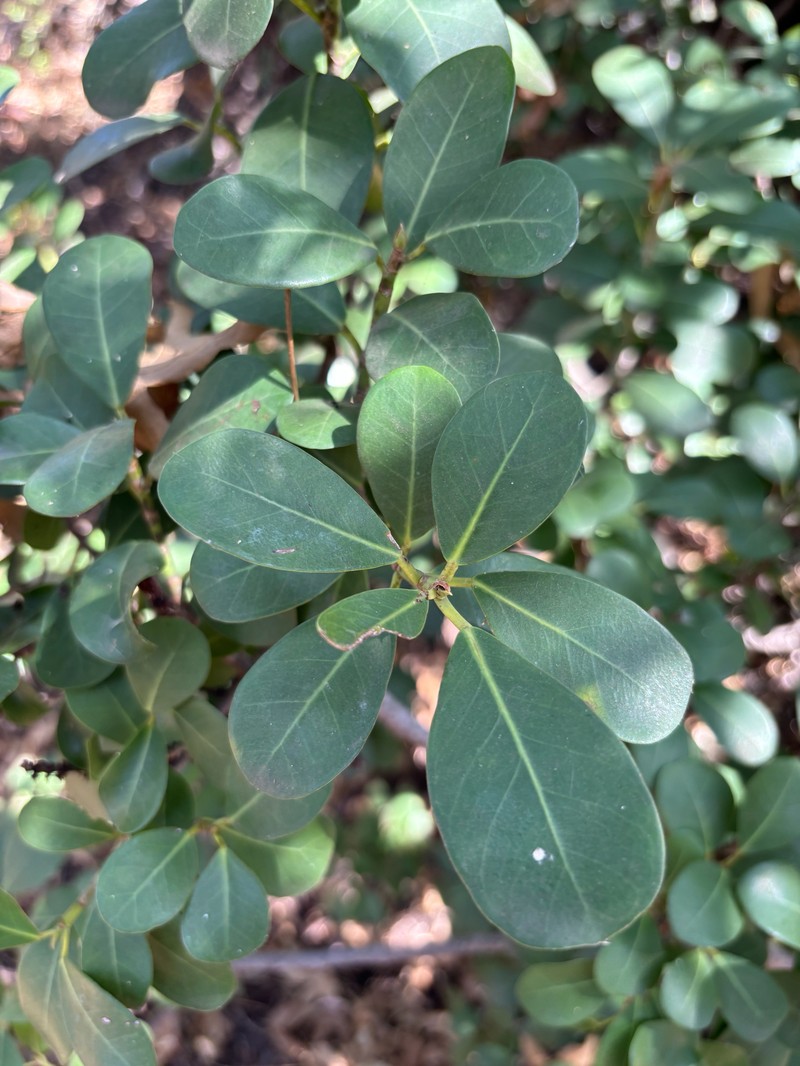 Ficus natalensis subsp. graniticola photo 8