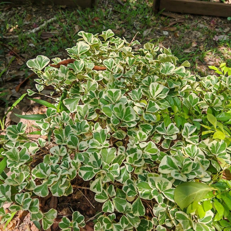 Ficus natalensis subsp. leprieurii