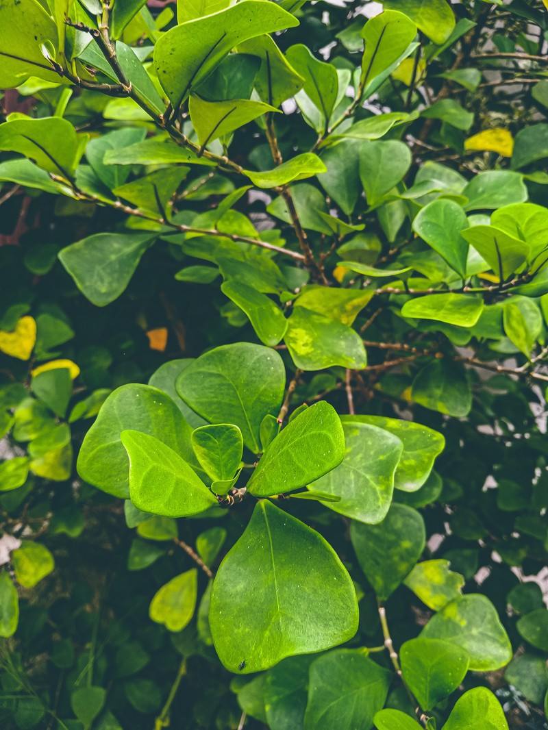Ficus natalensis subsp. leprieurii photo 2