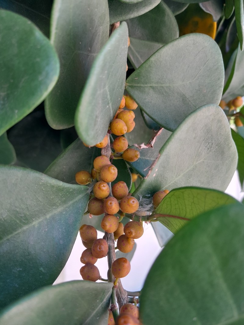 Ficus natalensis subsp. leprieurii photo 3