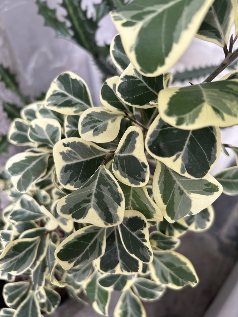 Ficus natalensis subsp. leprieurii photo 4