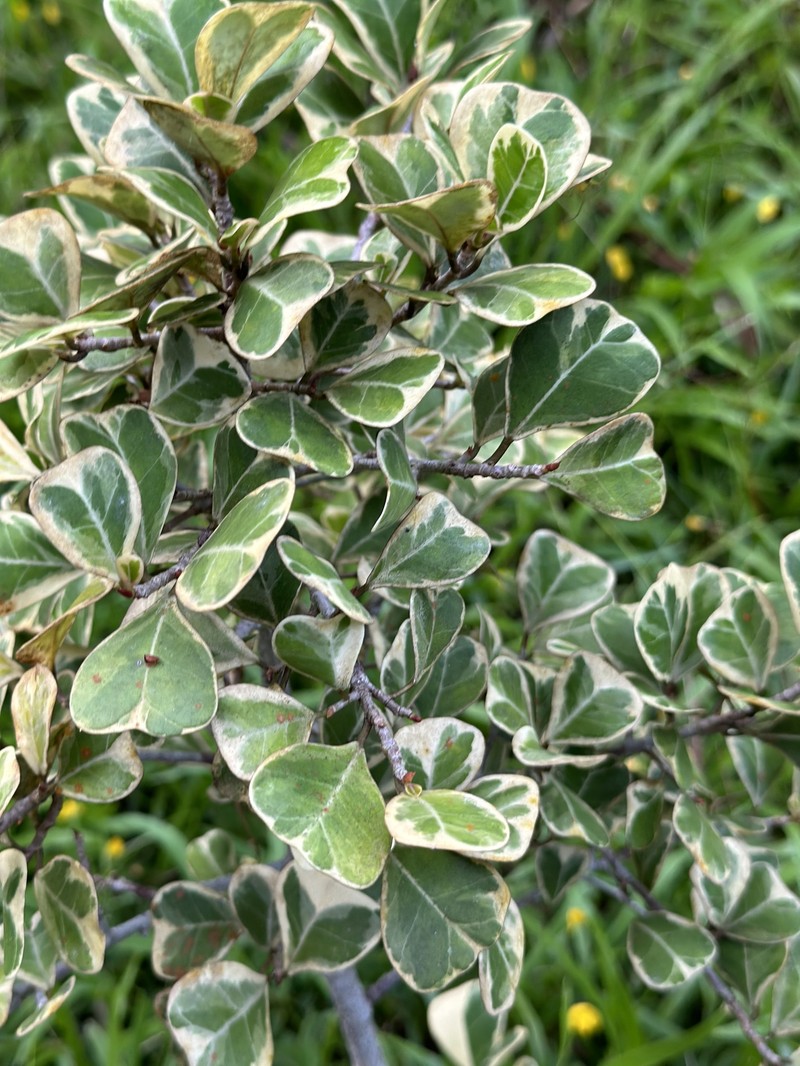 Ficus natalensis subsp. leprieurii photo 5