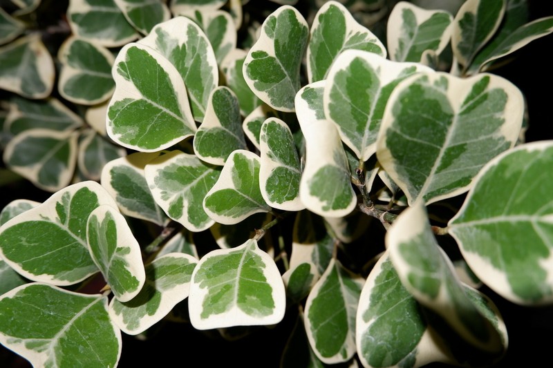 Ficus natalensis subsp. leprieurii photo 6