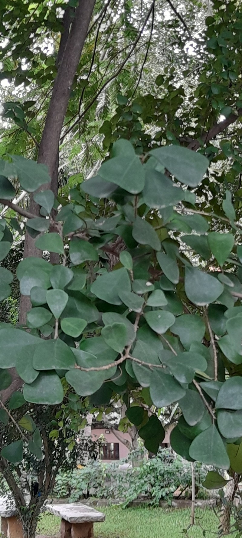 Ficus natalensis subsp. leprieurii photo 7