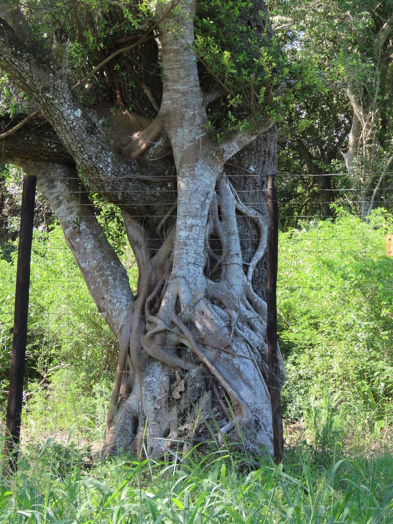 Ficus natalensis subsp. natalensis