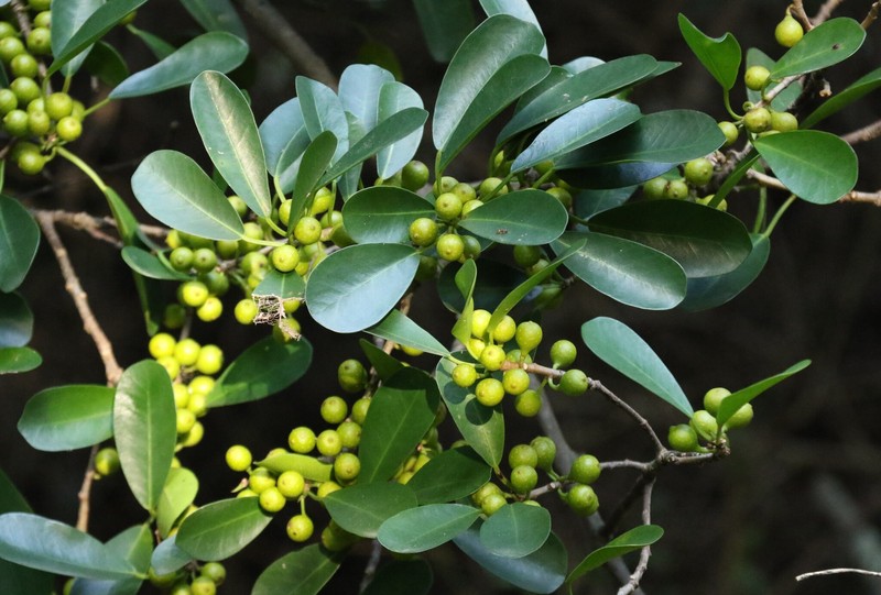 Ficus natalensis subsp. natalensis photo 2