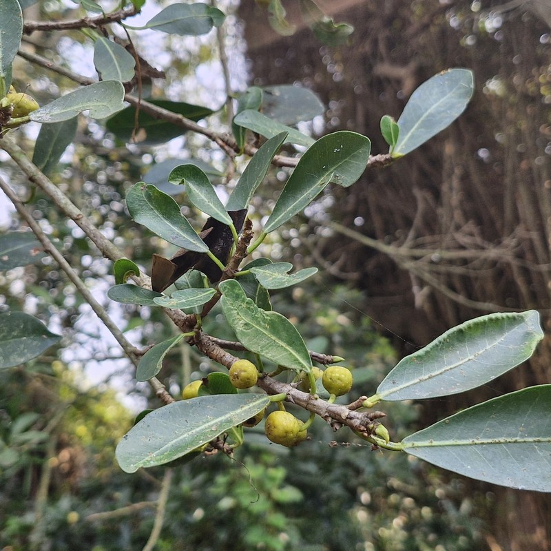 Ficus natalensis subsp. natalensis photo 3