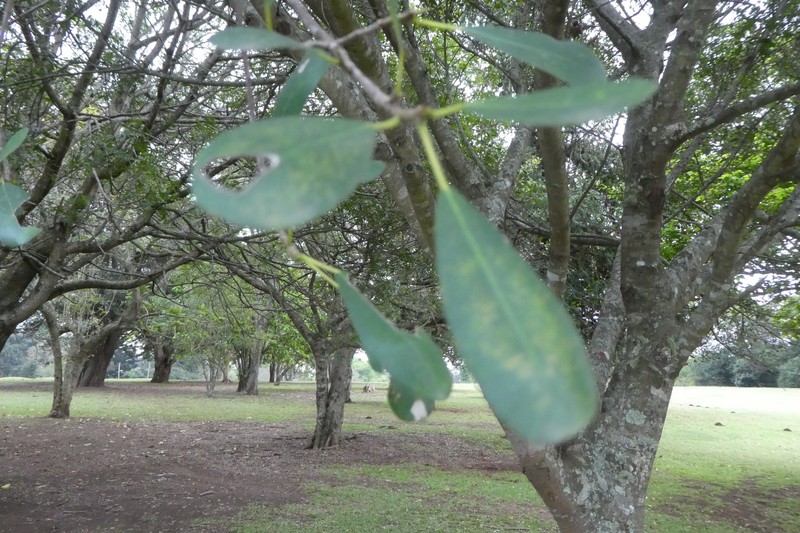 Ficus natalensis subsp. natalensis photo 4