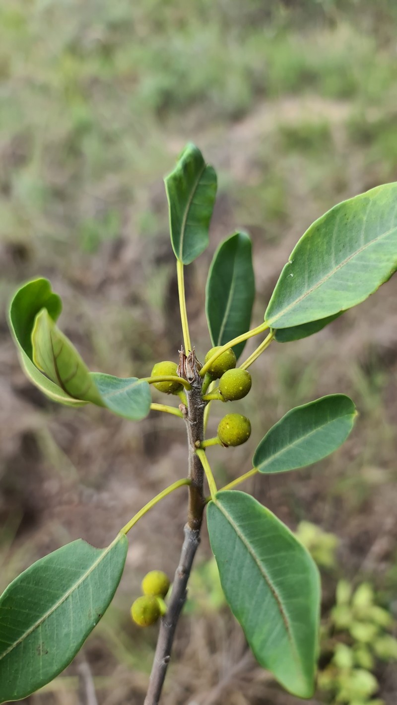 Ficus natalensis subsp. natalensis photo 5