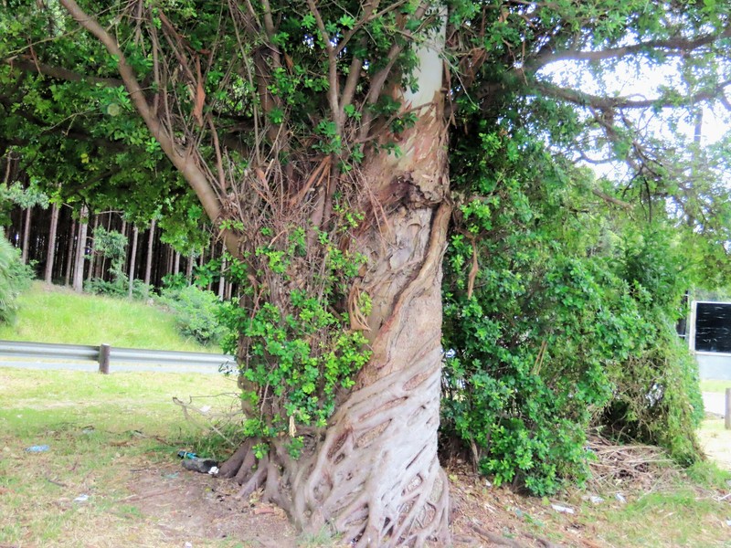 Ficus natalensis subsp. natalensis photo 6