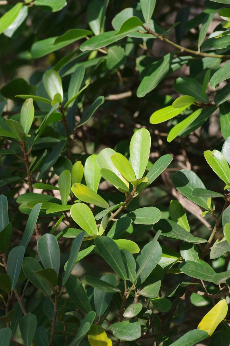 Ficus natalensis subsp. natalensis photo 7