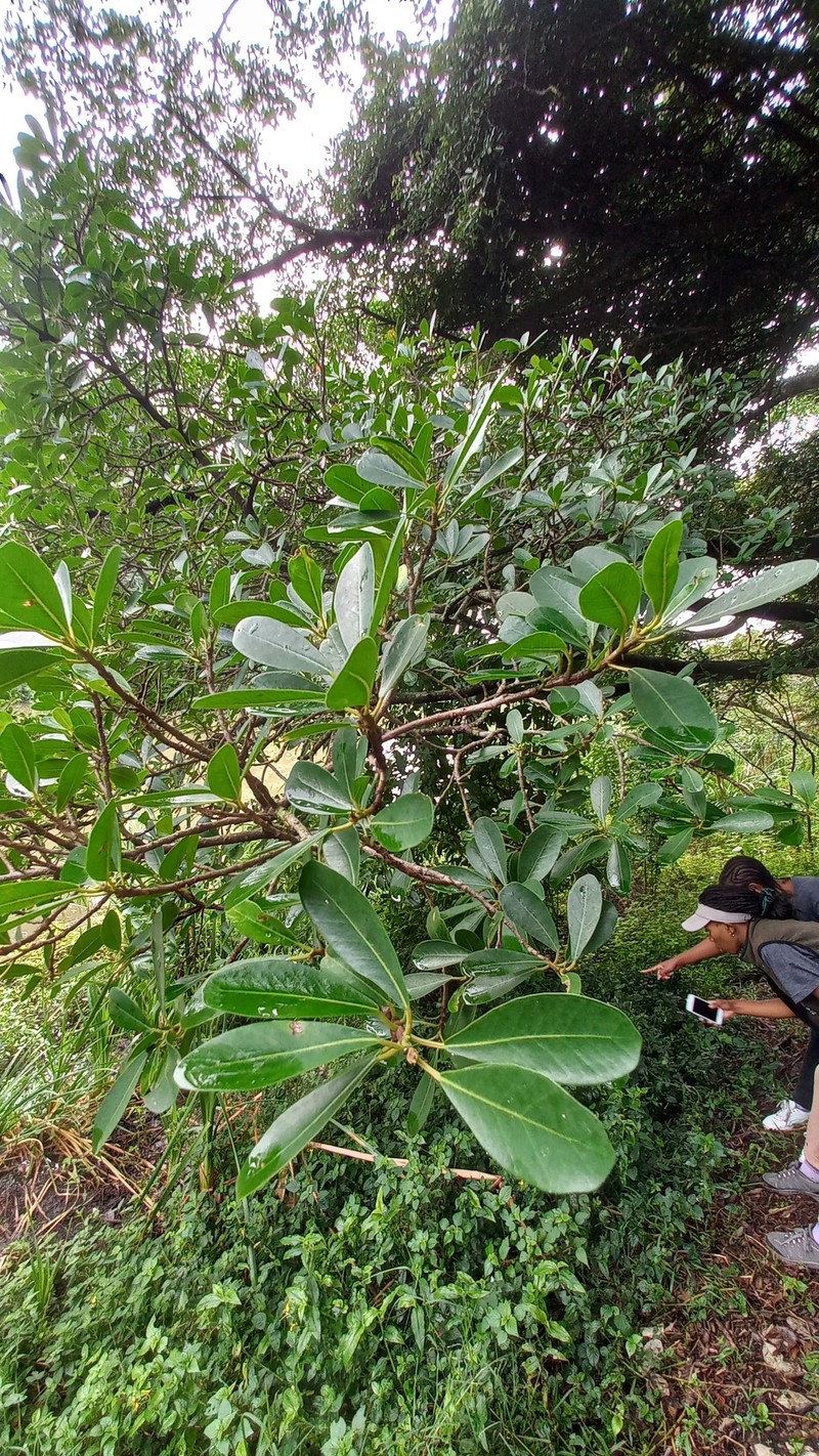 Ficus natalensis subsp. natalensis photo 8
