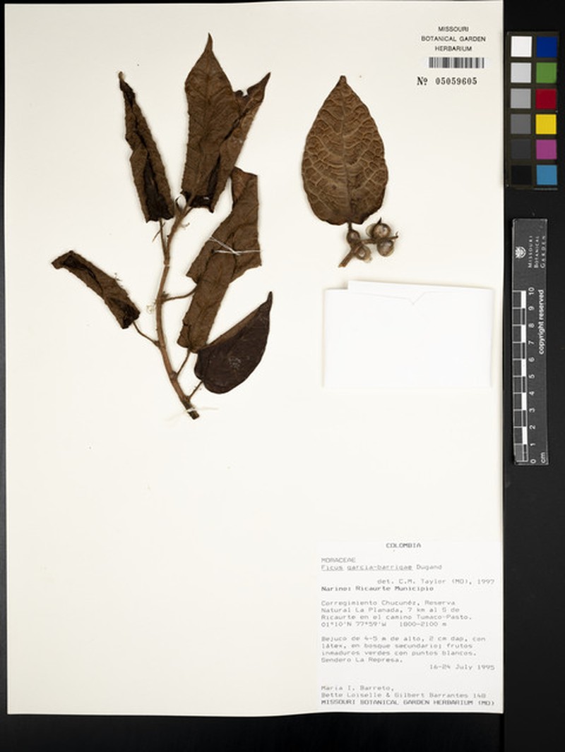 Ficus nebulosilvana