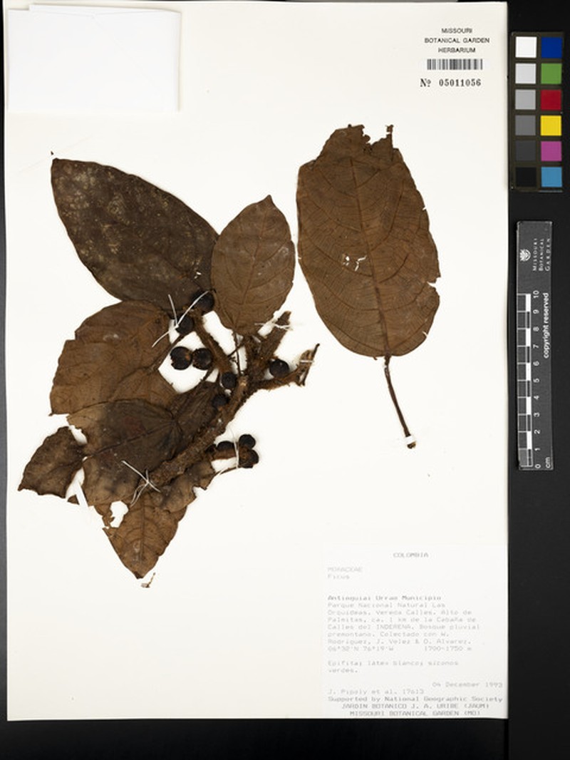 Ficus nebulosilvana photo 2