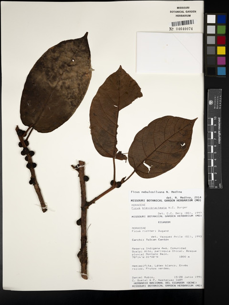 Ficus nebulosilvana photo 3