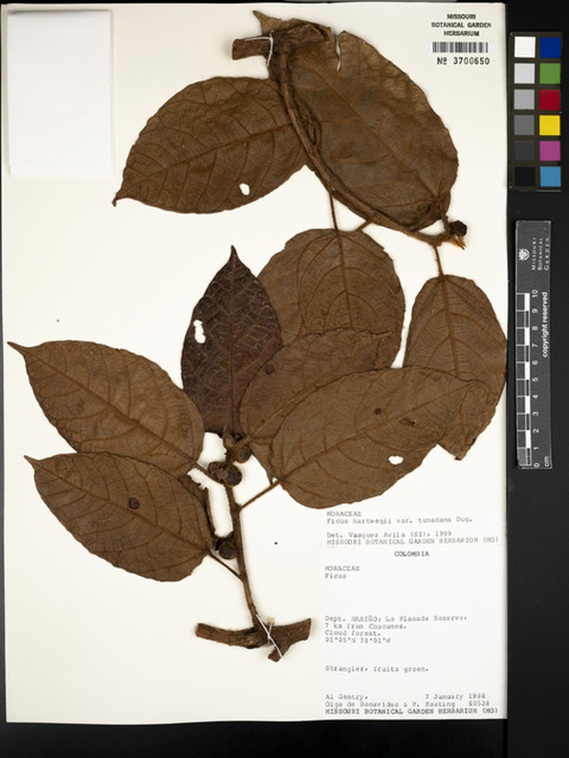 Ficus nebulosilvana photo 5