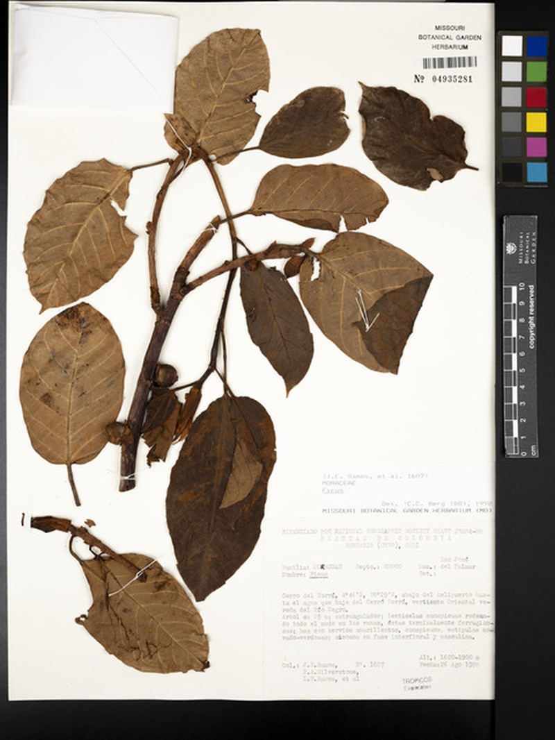 Ficus nebulosilvana photo 6