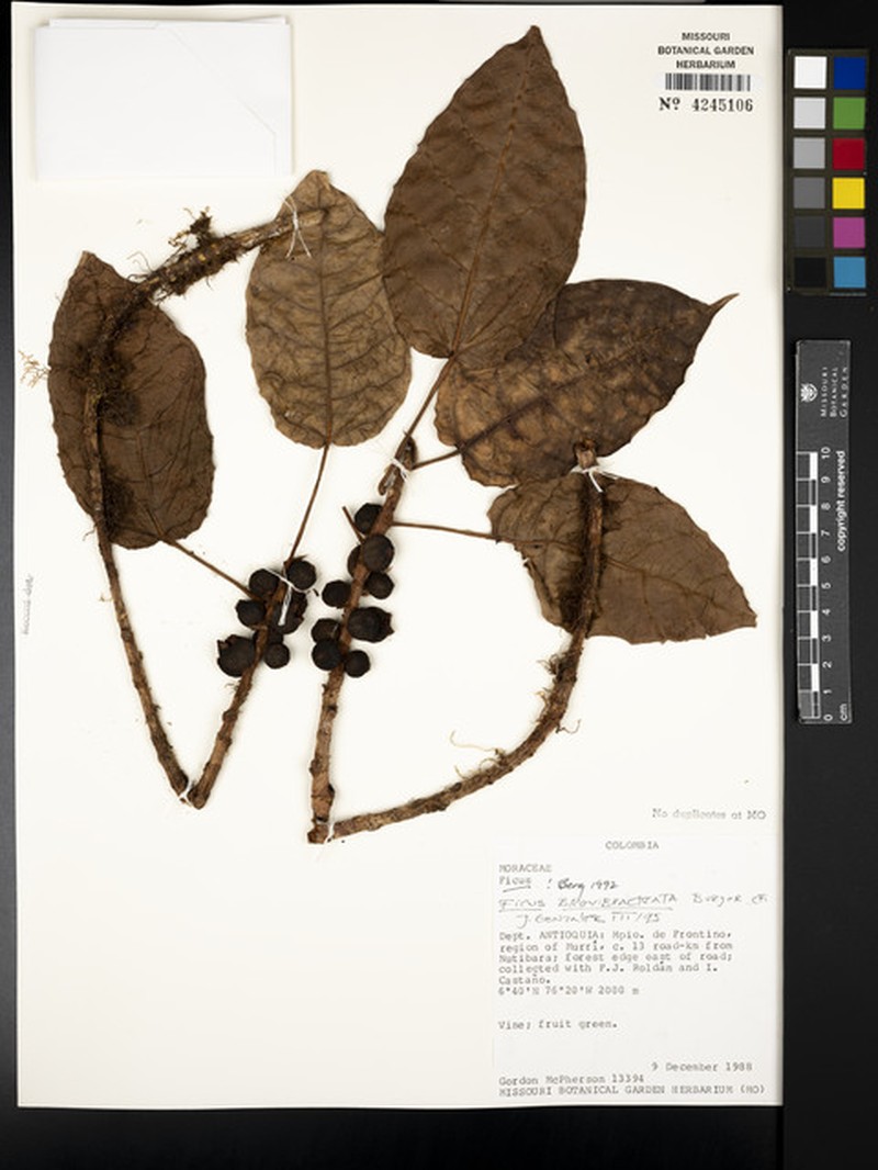 Ficus nebulosilvana photo 7