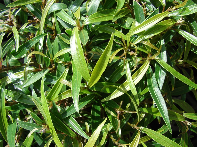 Ficus neriifolia