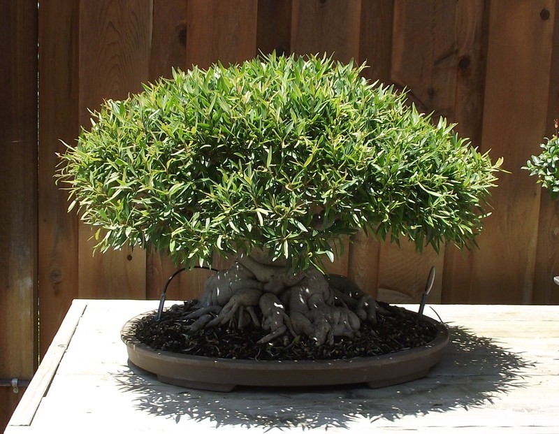 Ficus neriifolia photo 2