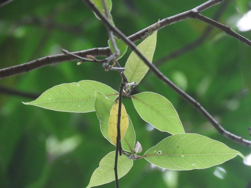 Ficus neriifolia photo 3