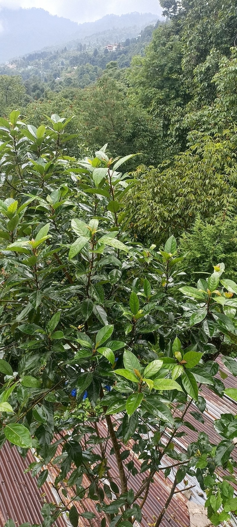 Ficus neriifolia photo 4