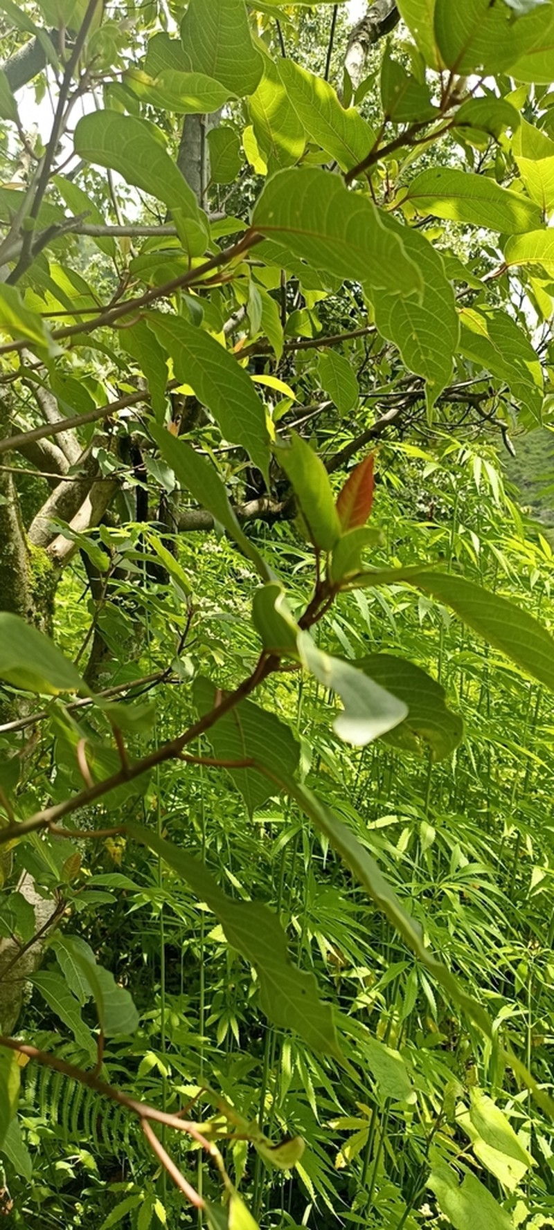 Ficus neriifolia photo 5