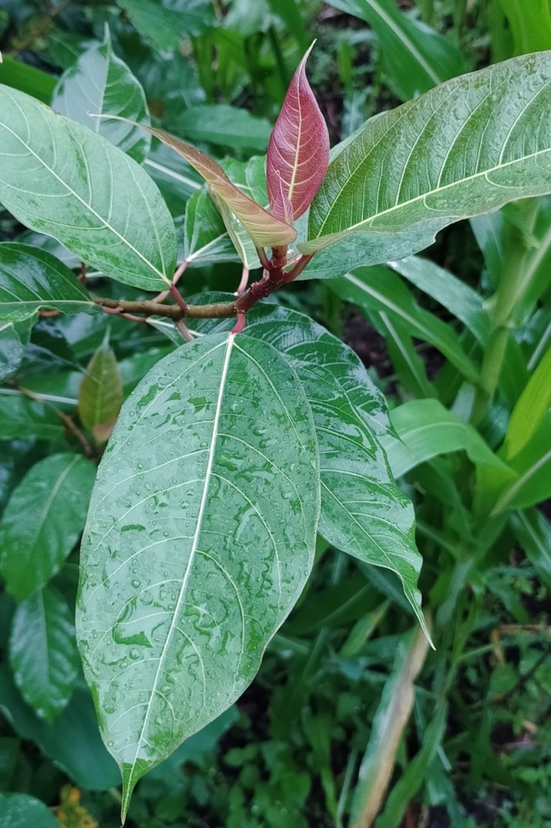Ficus neriifolia photo 7