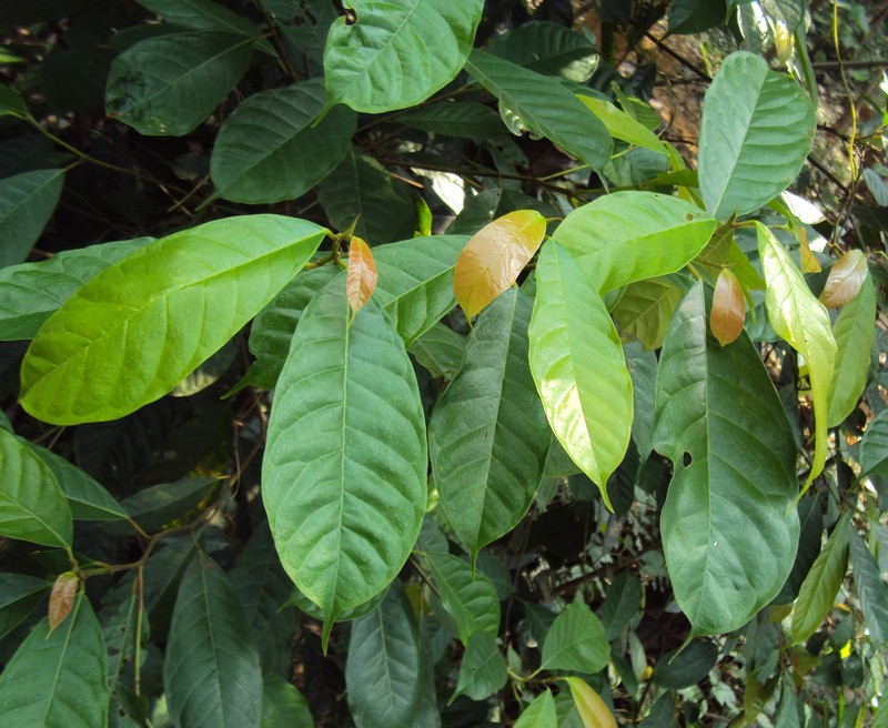 Ficus nervosa