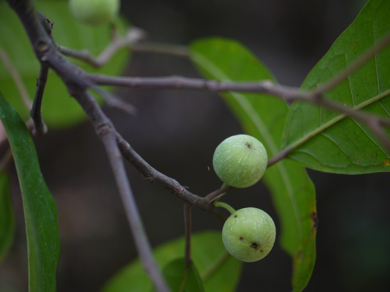 Ficus nervosa photo 2