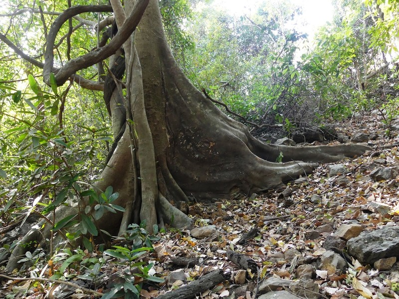 Ficus nervosa photo 3