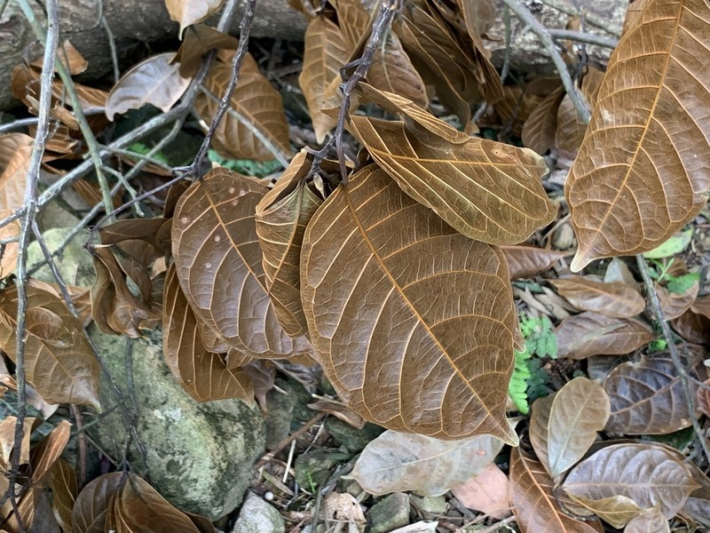 Ficus nervosa photo 4