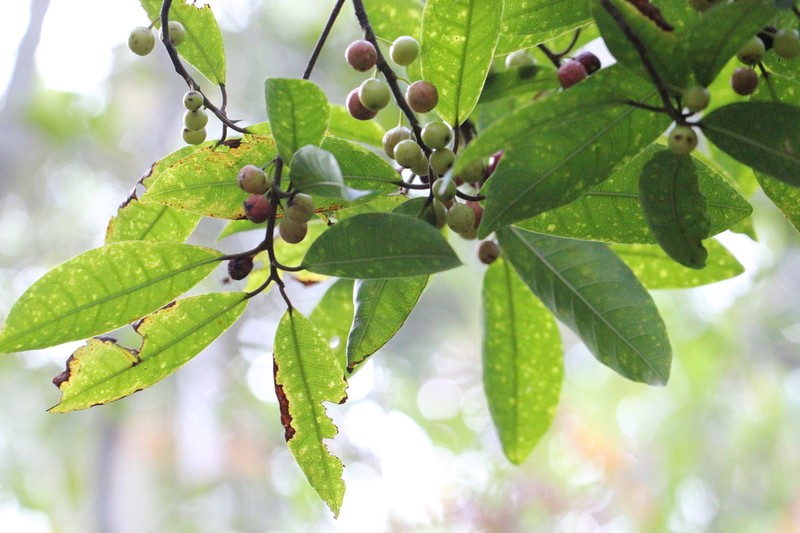 Ficus nervosa photo 5