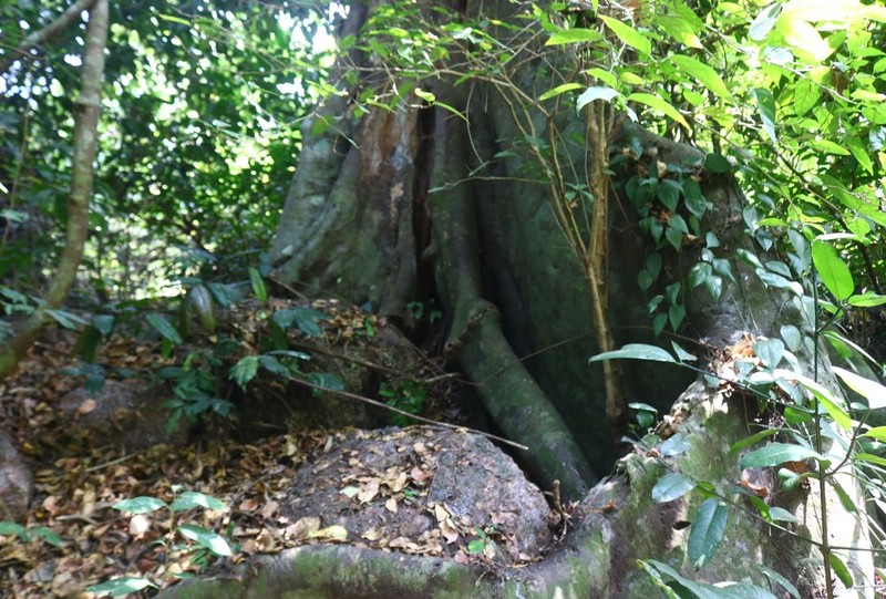 Ficus nervosa photo 6