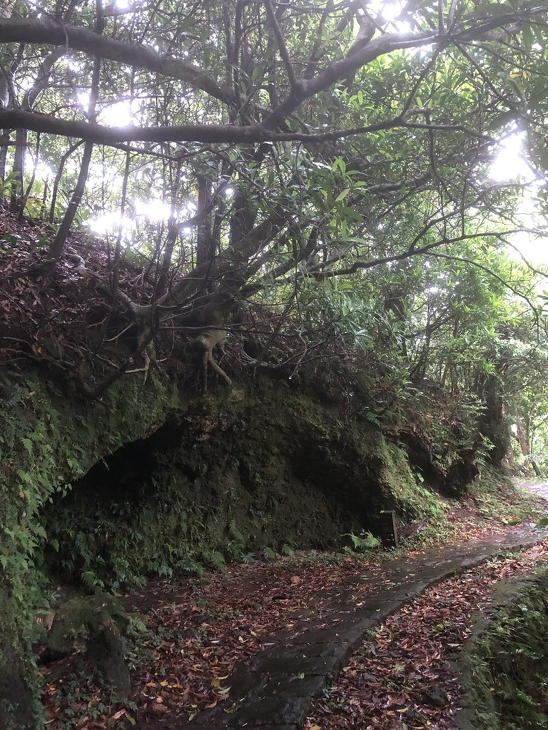 Ficus nervosa photo 7