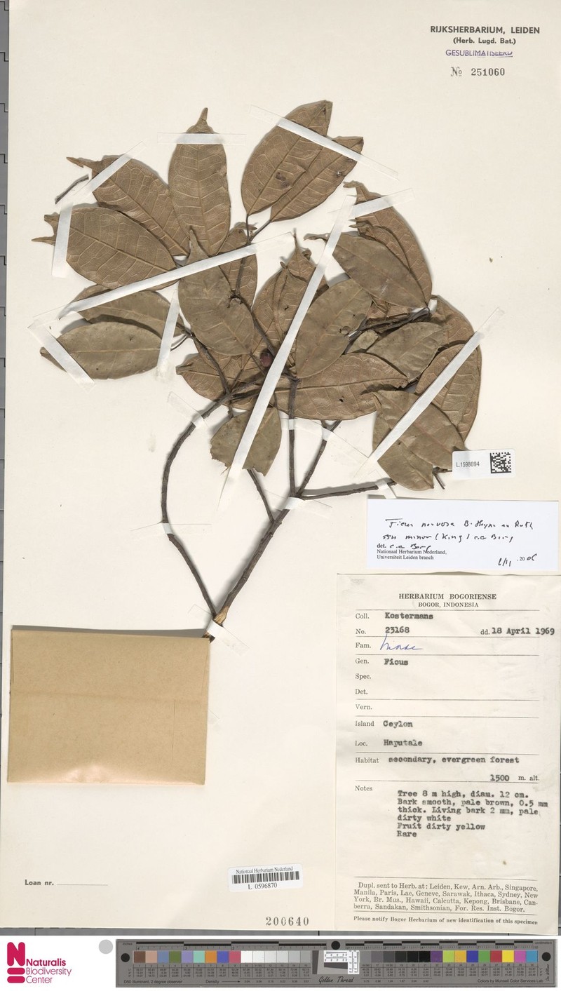Ficus nervosa subsp. minor