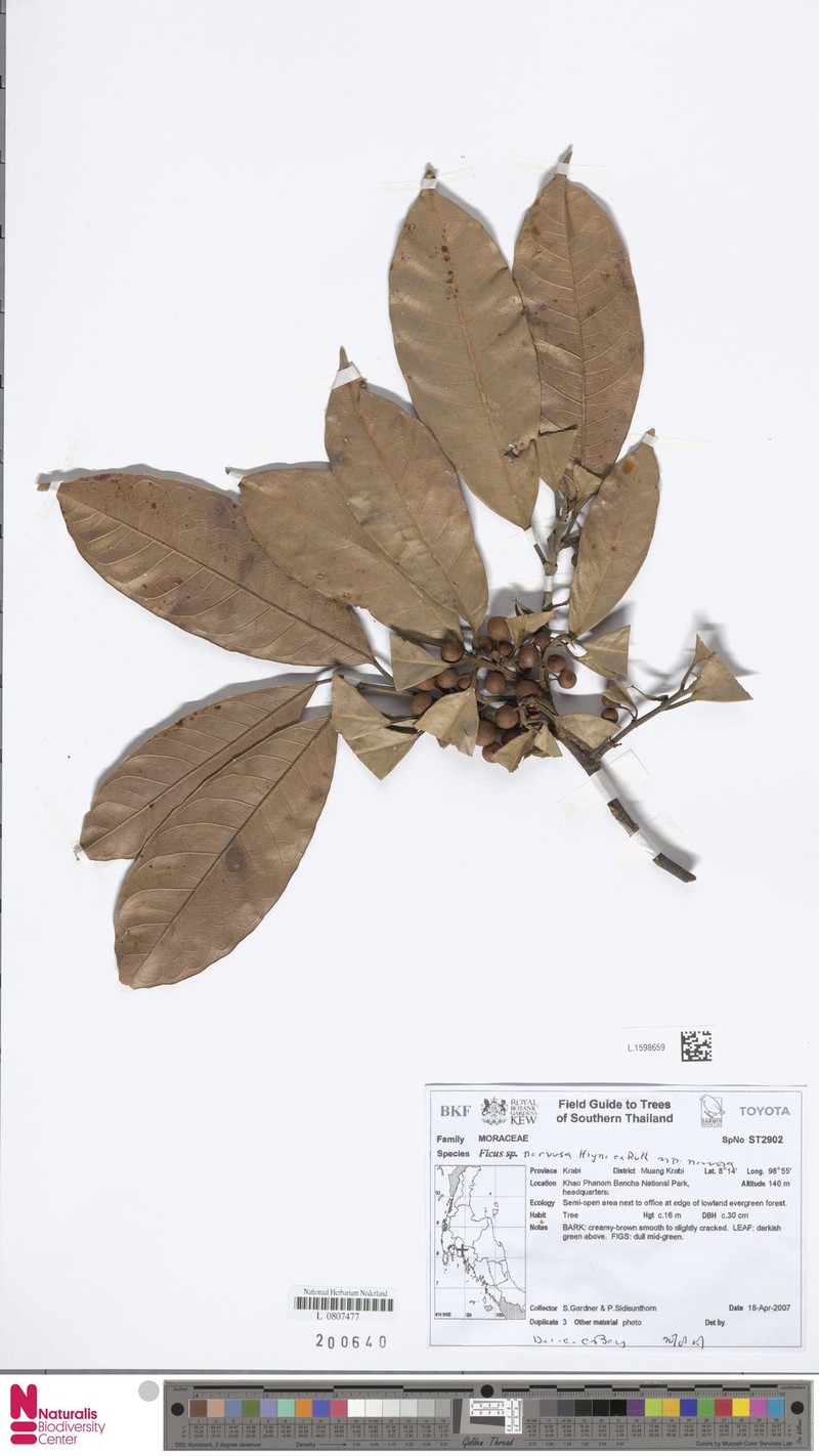 Ficus nervosa subsp. nervosa