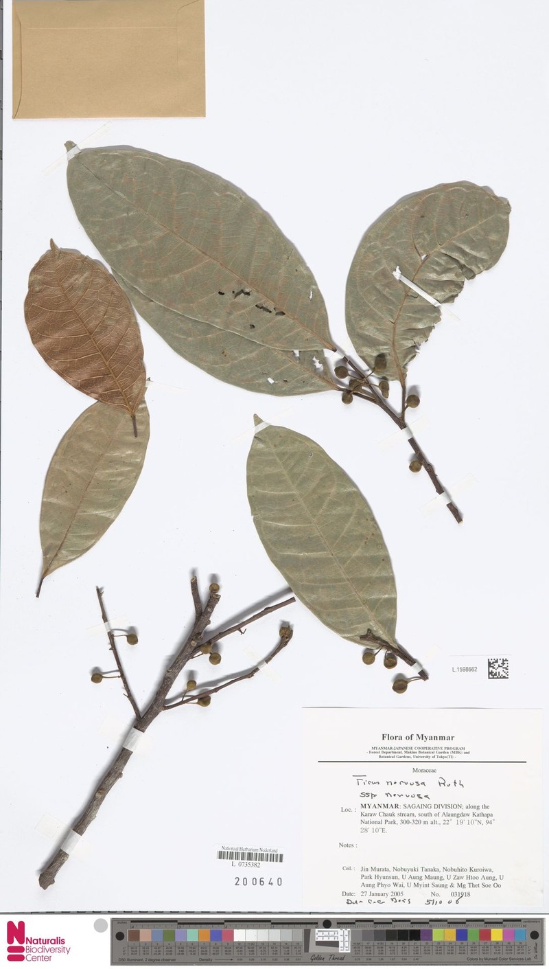 Ficus nervosa subsp. nervosa photo 2