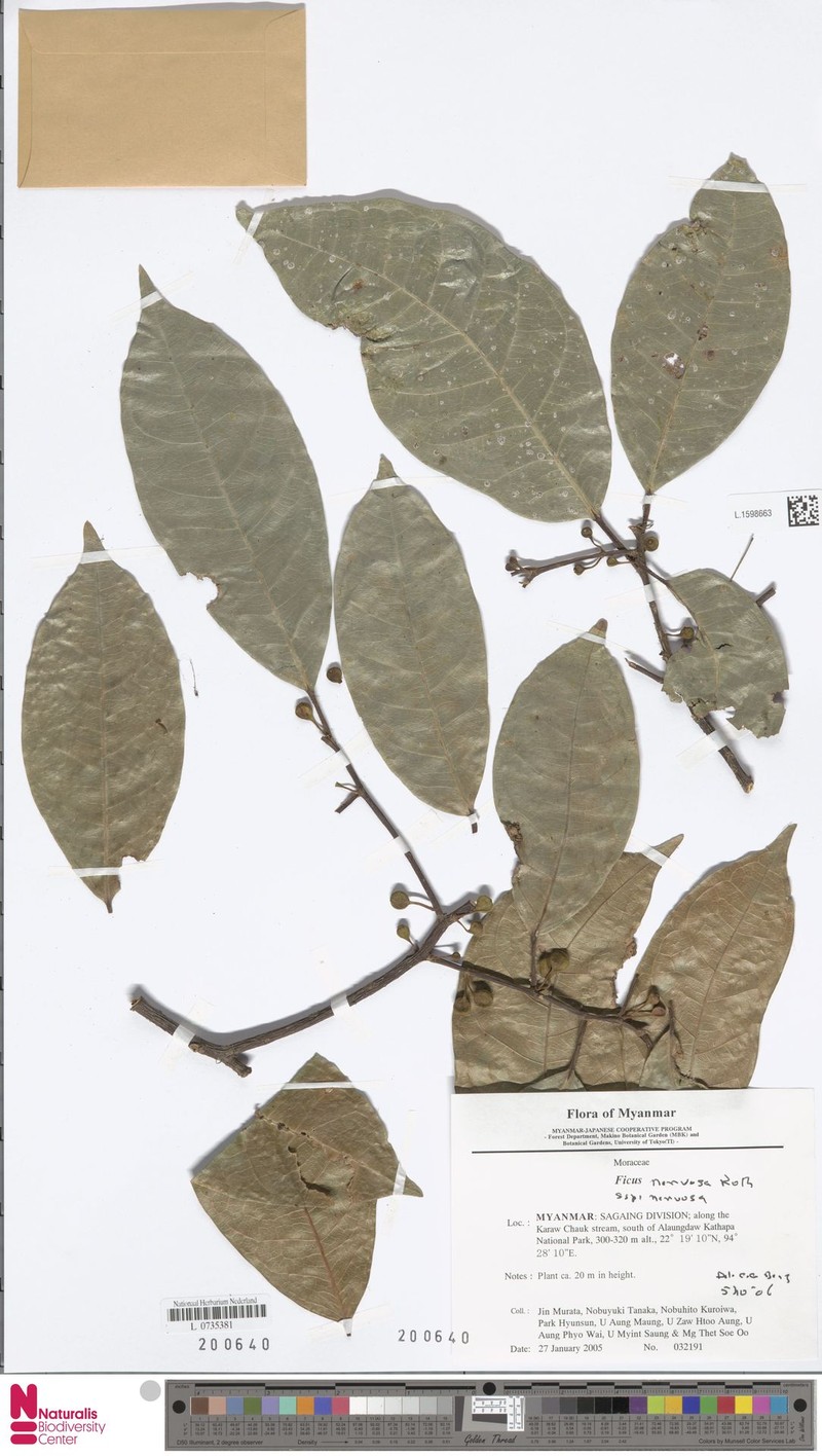 Ficus nervosa subsp. nervosa photo 3
