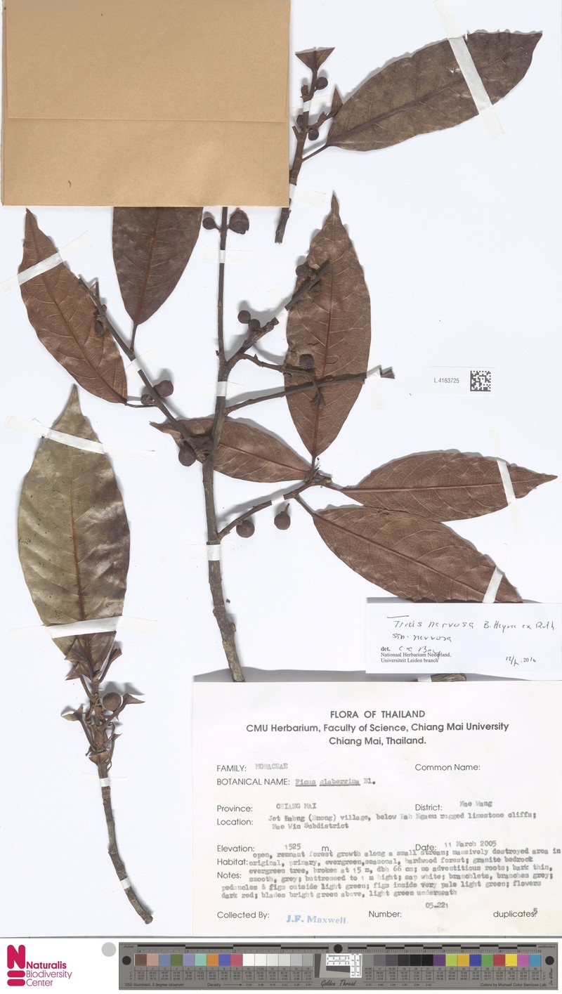 Ficus nervosa subsp. nervosa photo 4