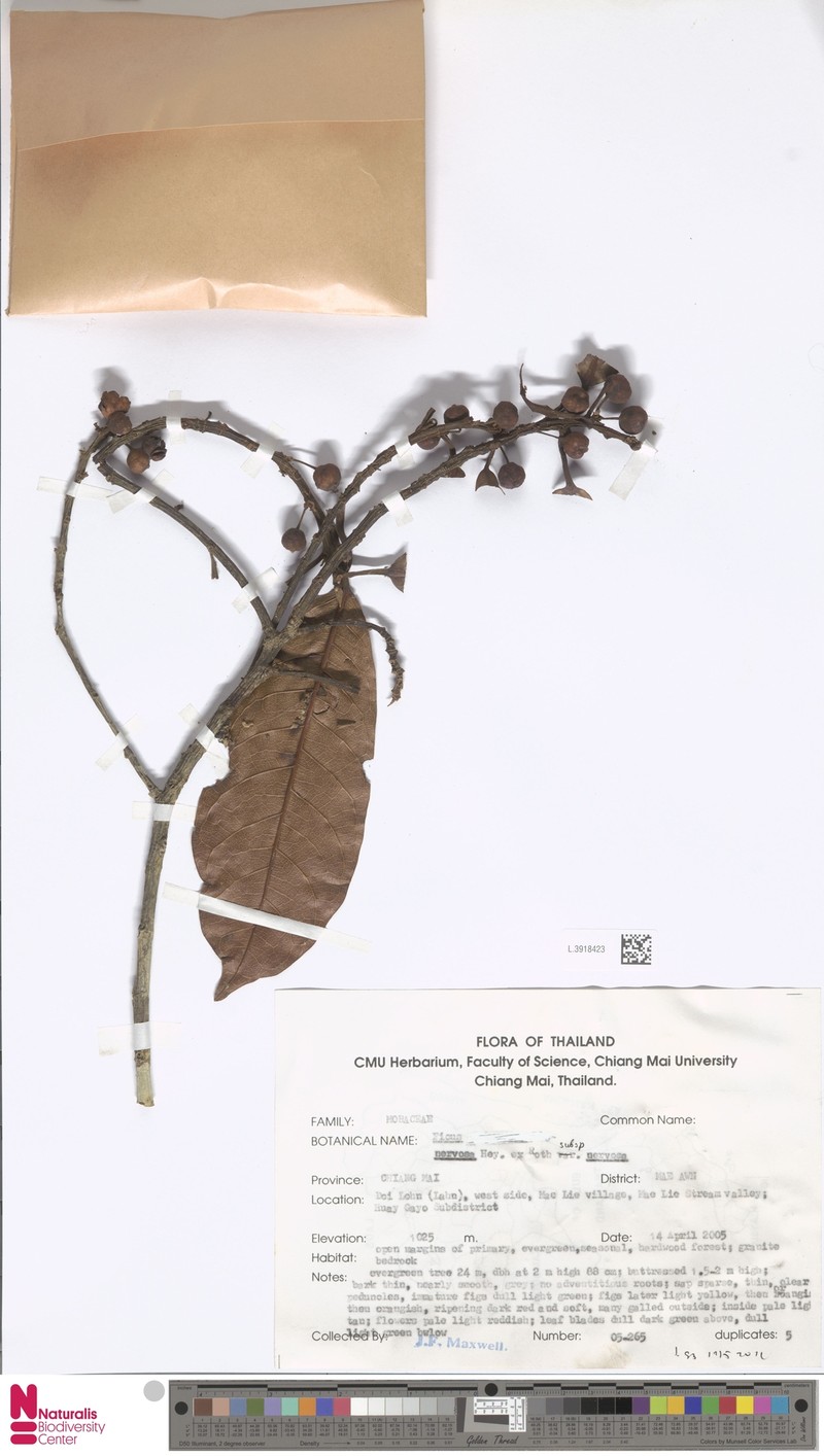 Ficus nervosa subsp. nervosa photo 5