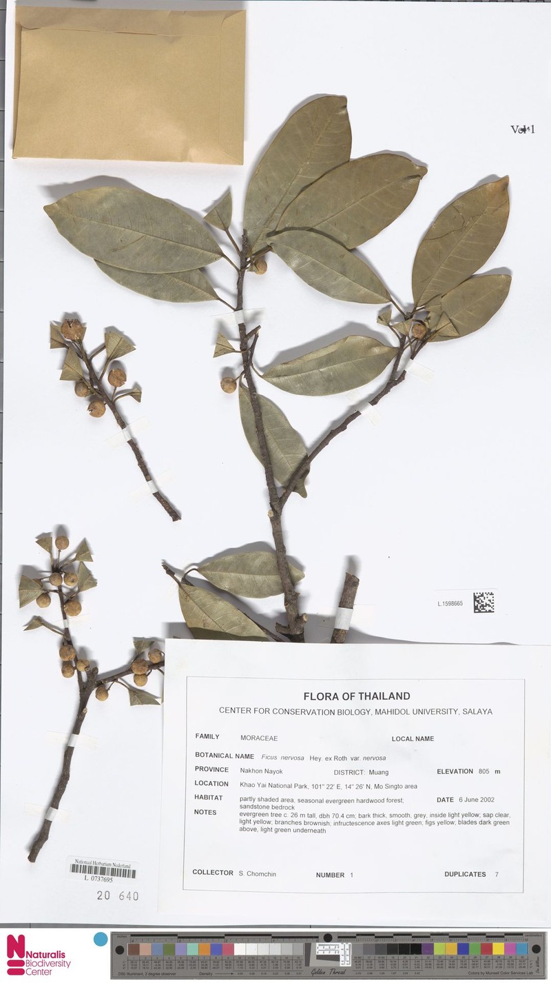 Ficus nervosa subsp. nervosa photo 6