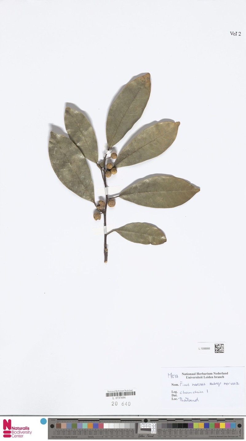 Ficus nervosa subsp. nervosa photo 7