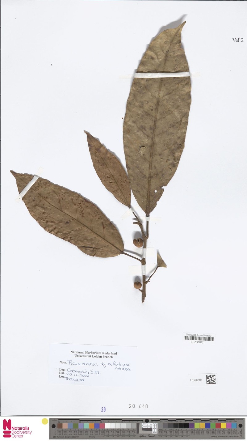 Ficus nervosa subsp. nervosa photo 8